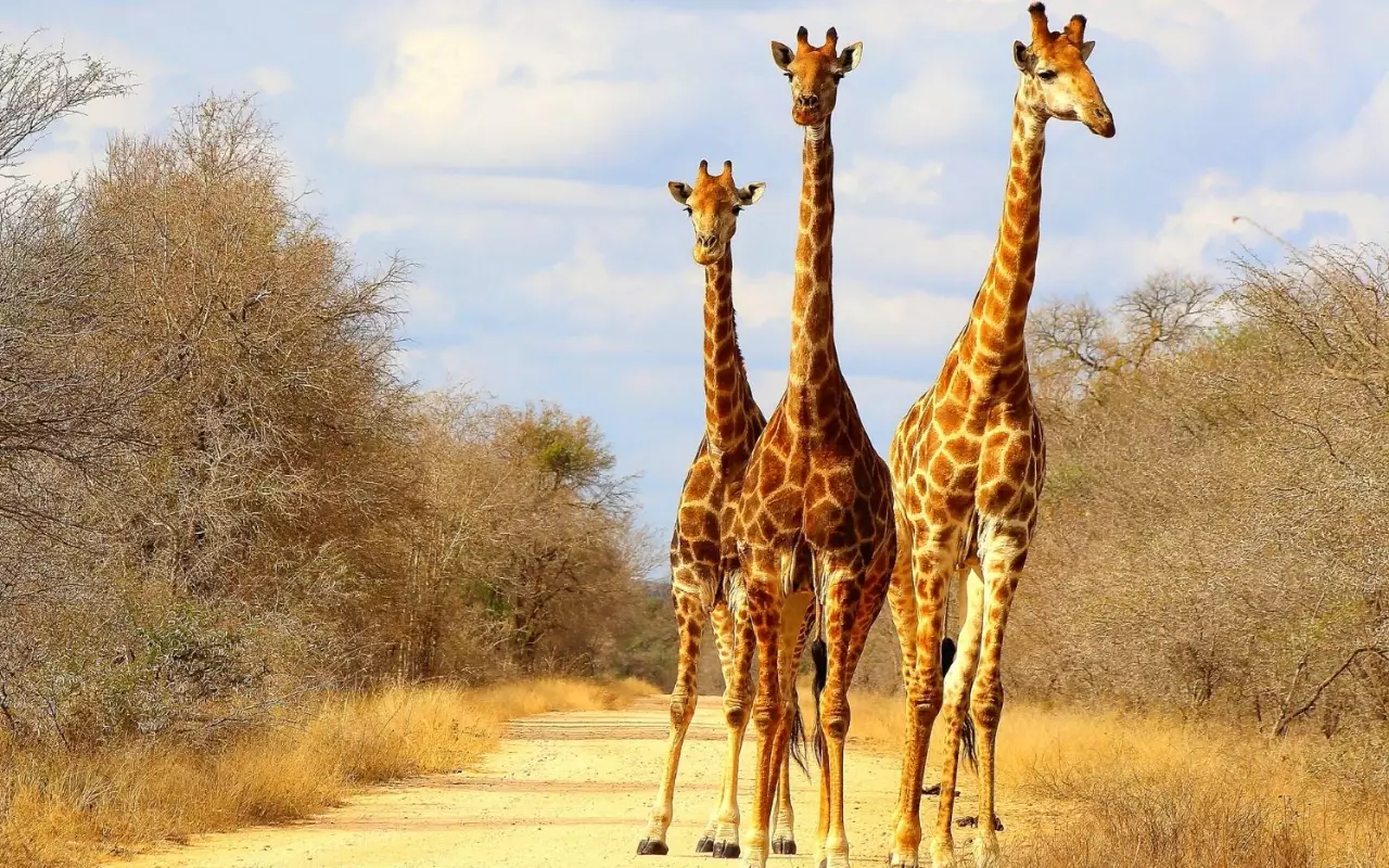 Oost en Zuidelijk Afrika
