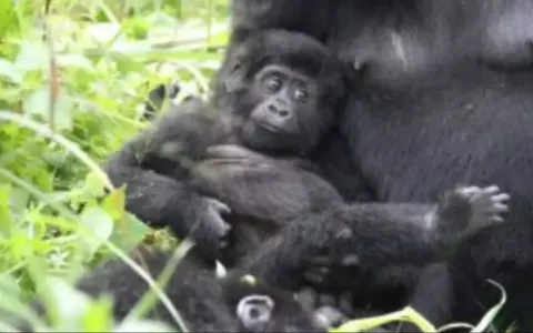 Safari Oost- en Zuidelijk Afrika