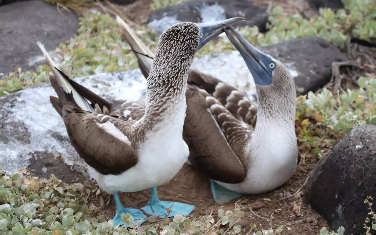 Ecuador & Galapagos