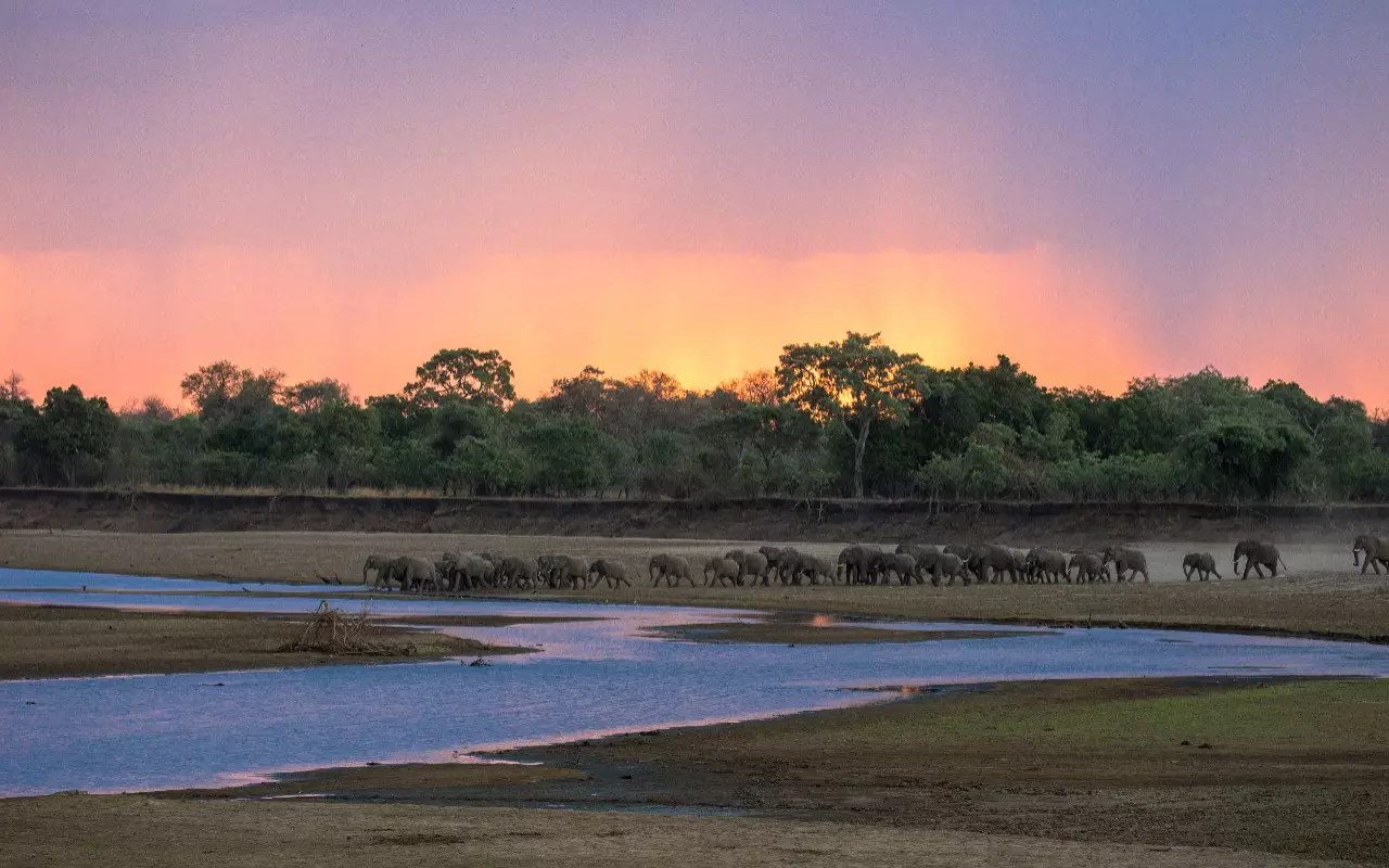 Safari