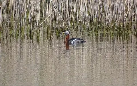vogelreizen