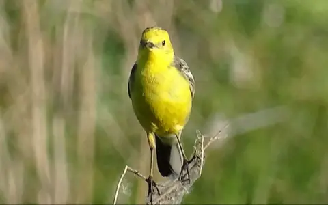 vogelreizen