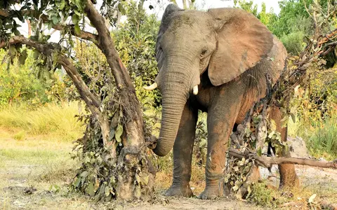 Zuid Afrika