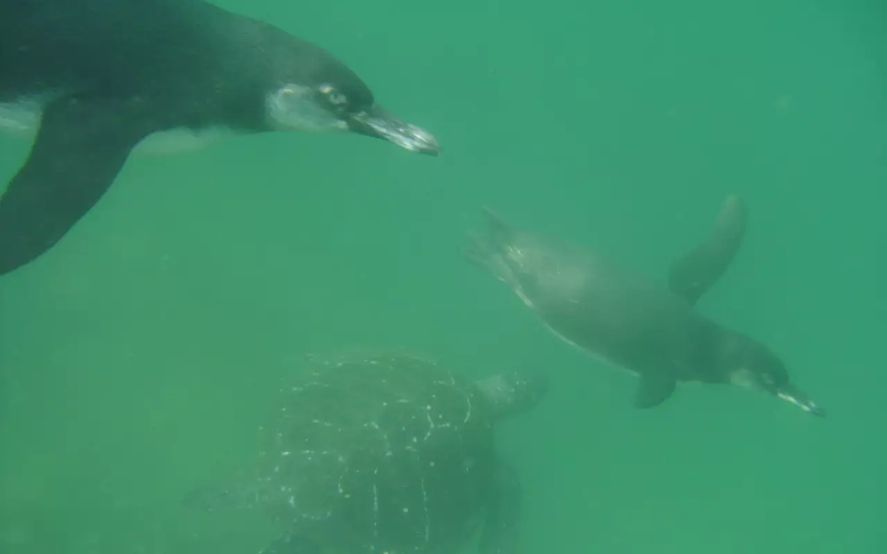 Ecuador & Galapagos