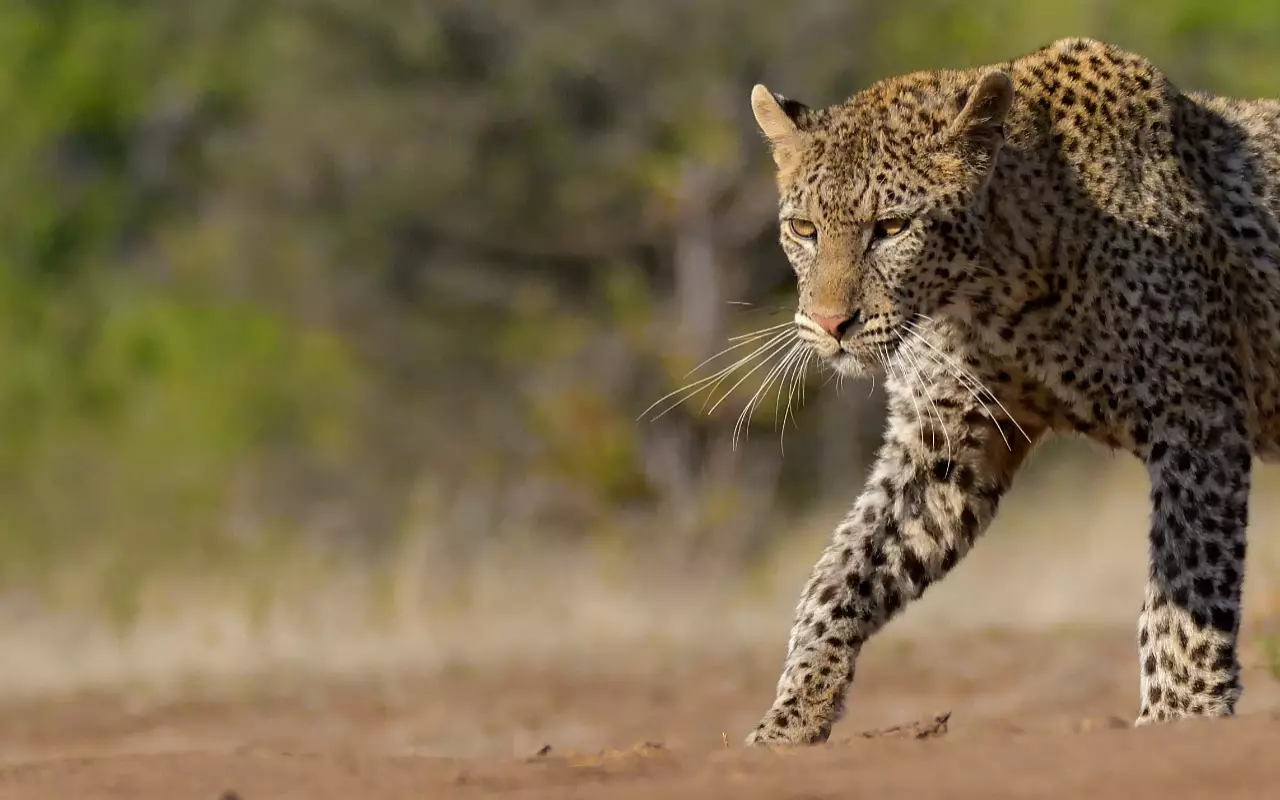 Safari´s in Afrika