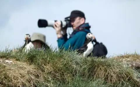 vogelreizen