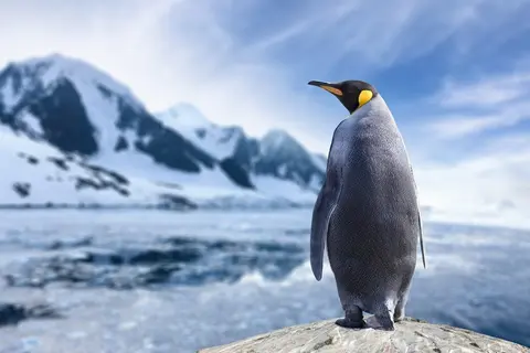 Antarctica cruise