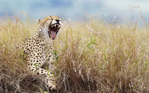 Zuidelijk Afrika
