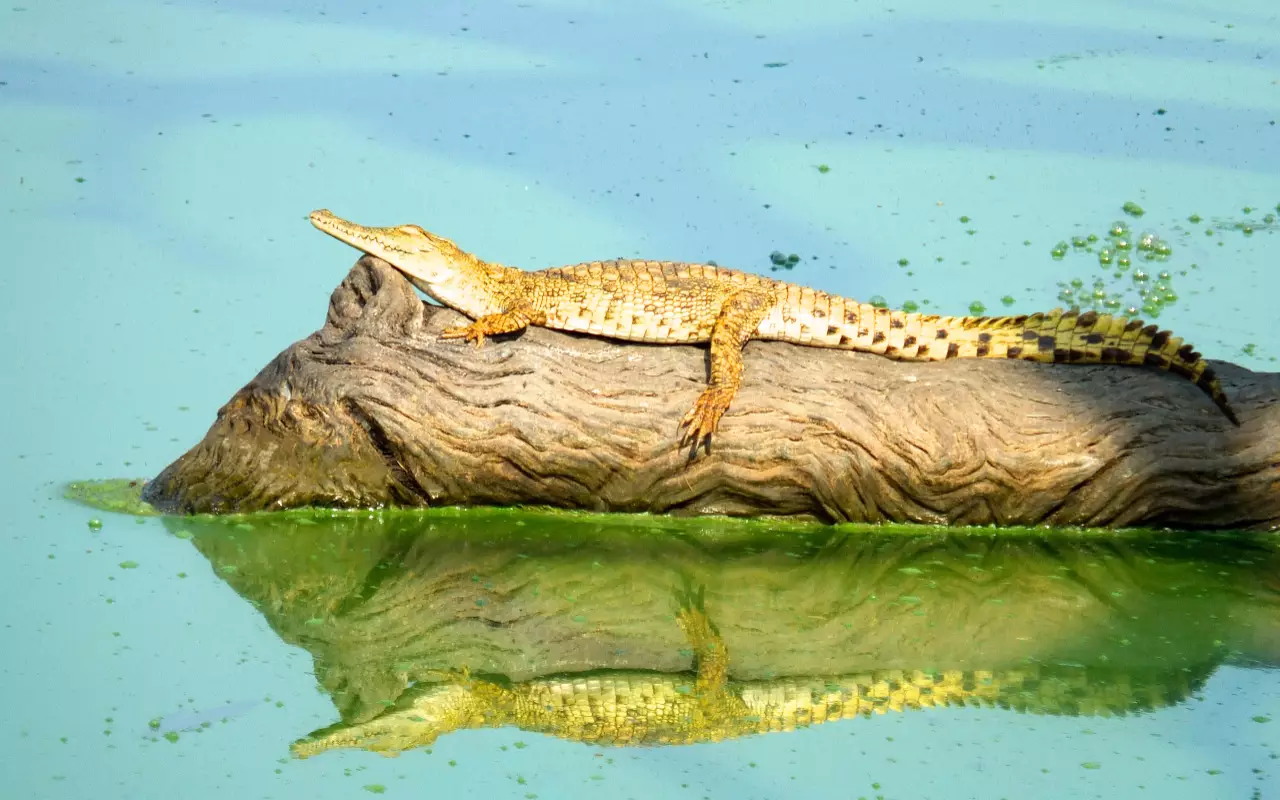 Tanzania