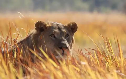 Safari