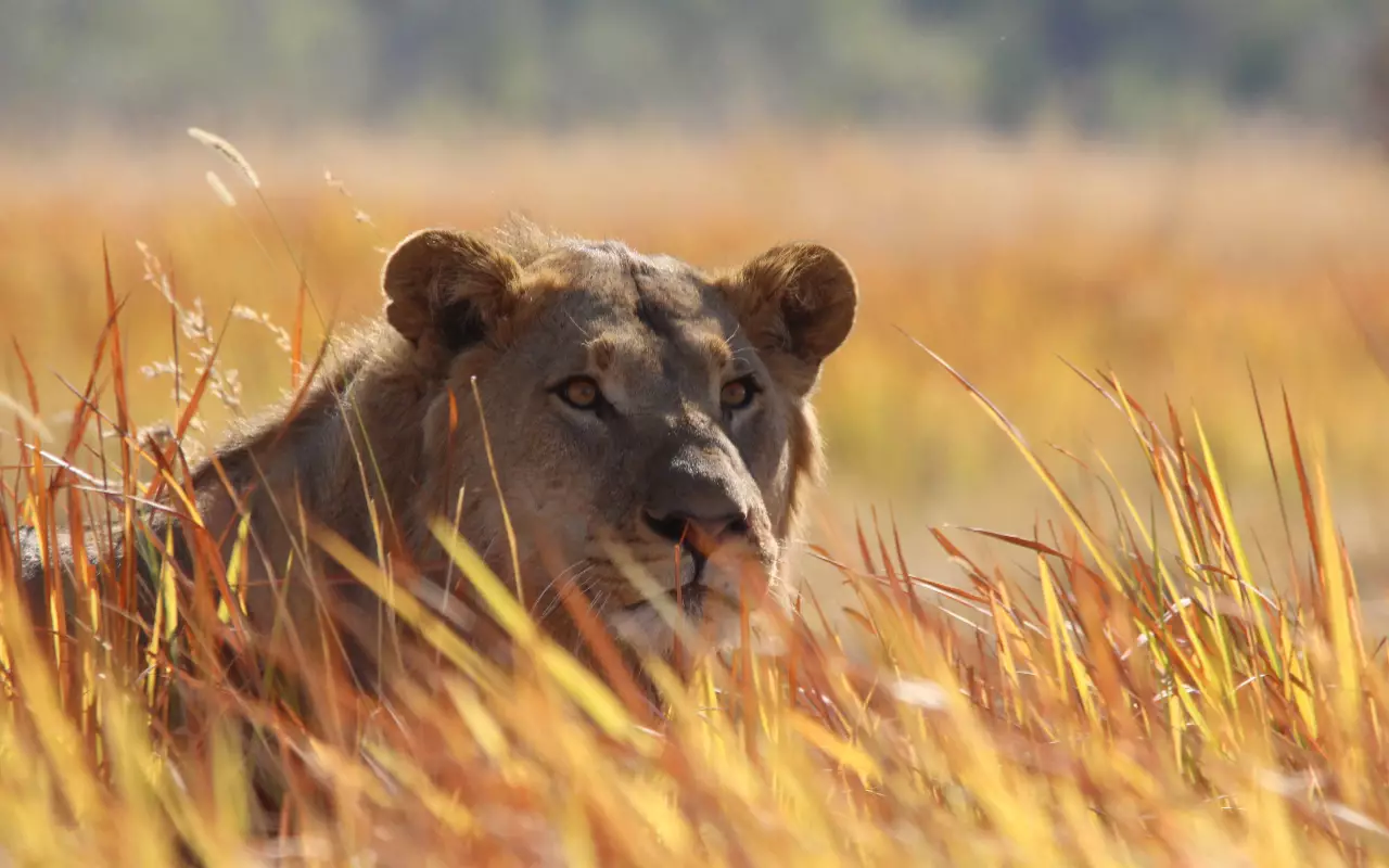 Safari