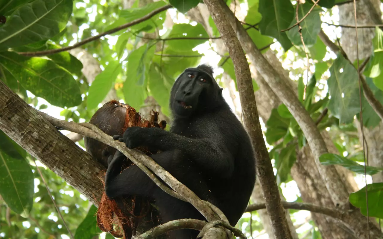 Indonesië