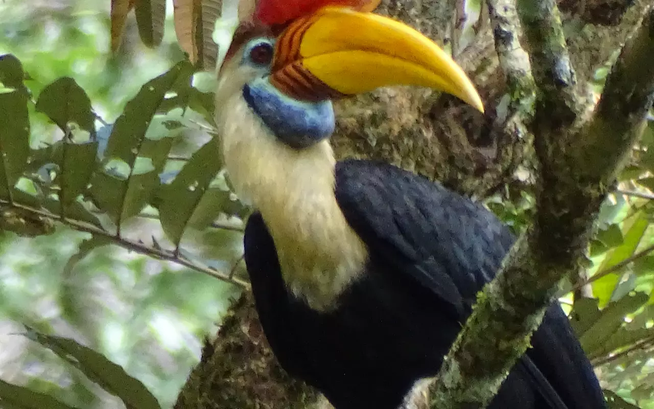 Indonesië
