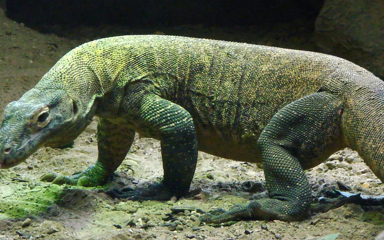 Indonesië
