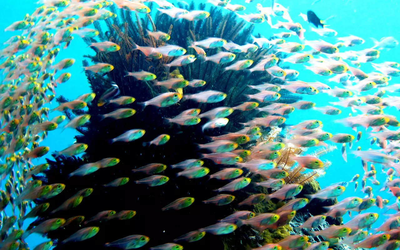 Indonesië