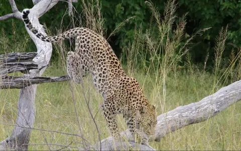 Botswana