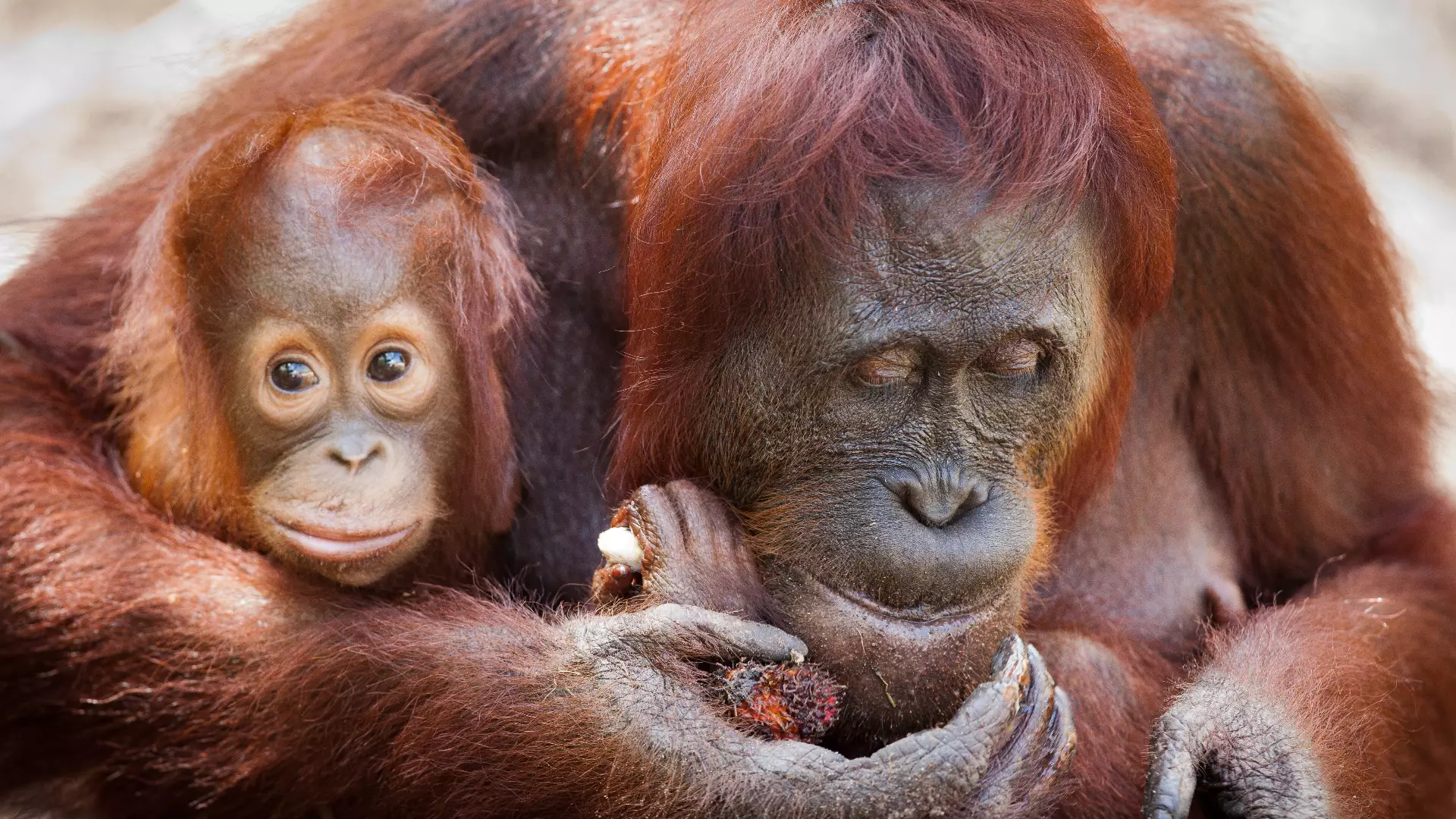 Indonesië