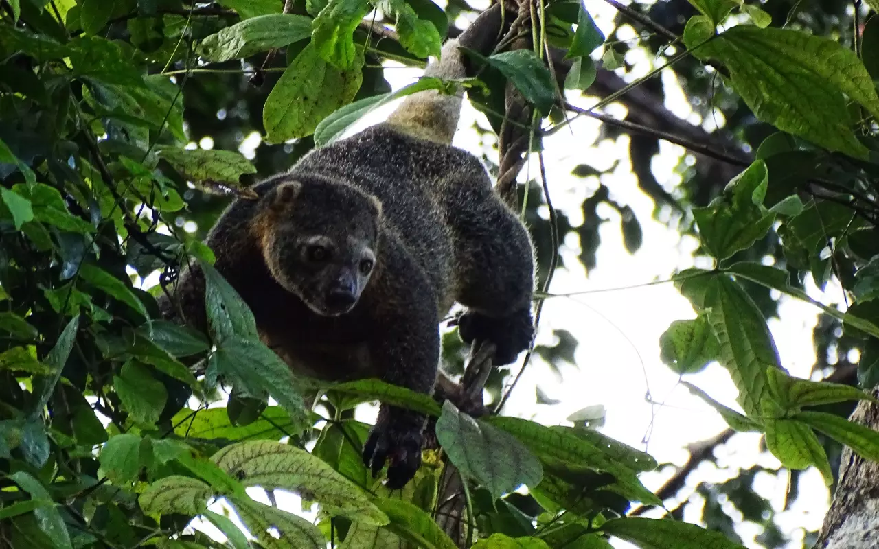 Indonesië