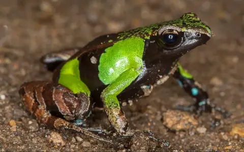 Madagaskar