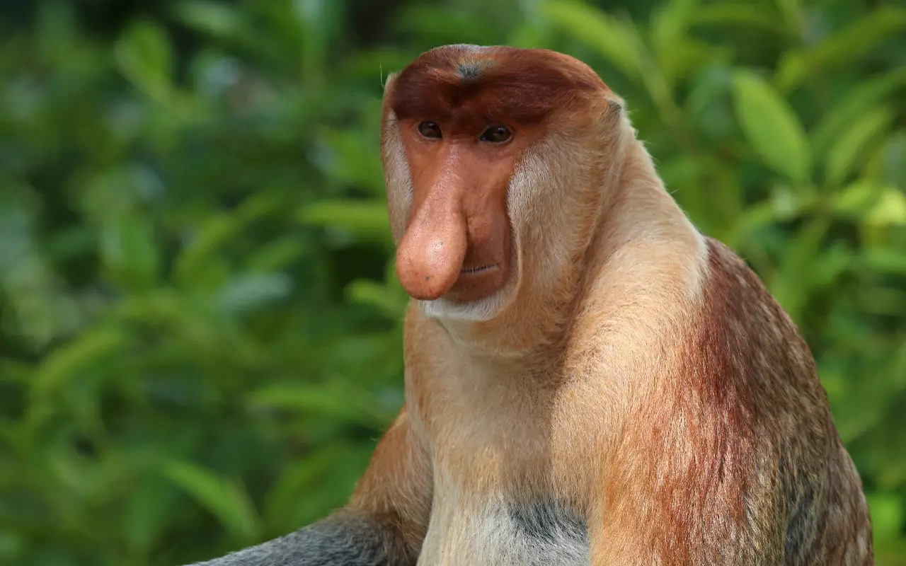 Indonesië