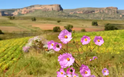 Zuid Afrika