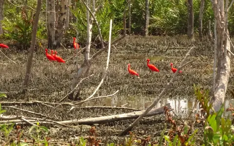 Suriname