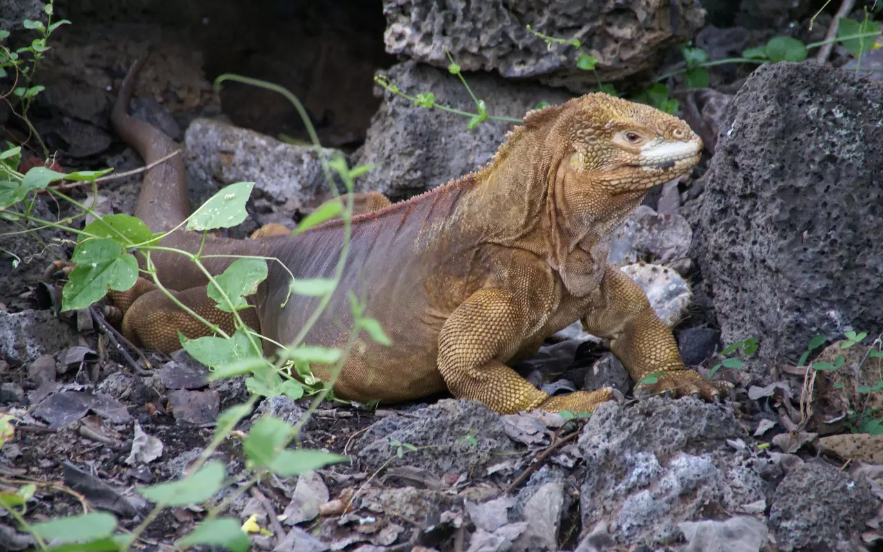 Ecuador & Galapagos
