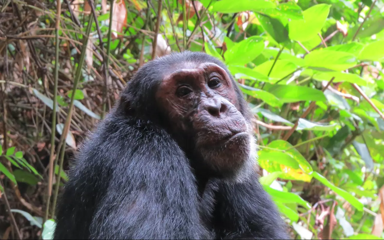 Tanzania