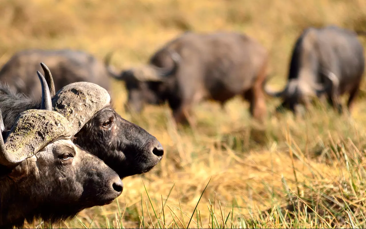 Safari´s in Afrika