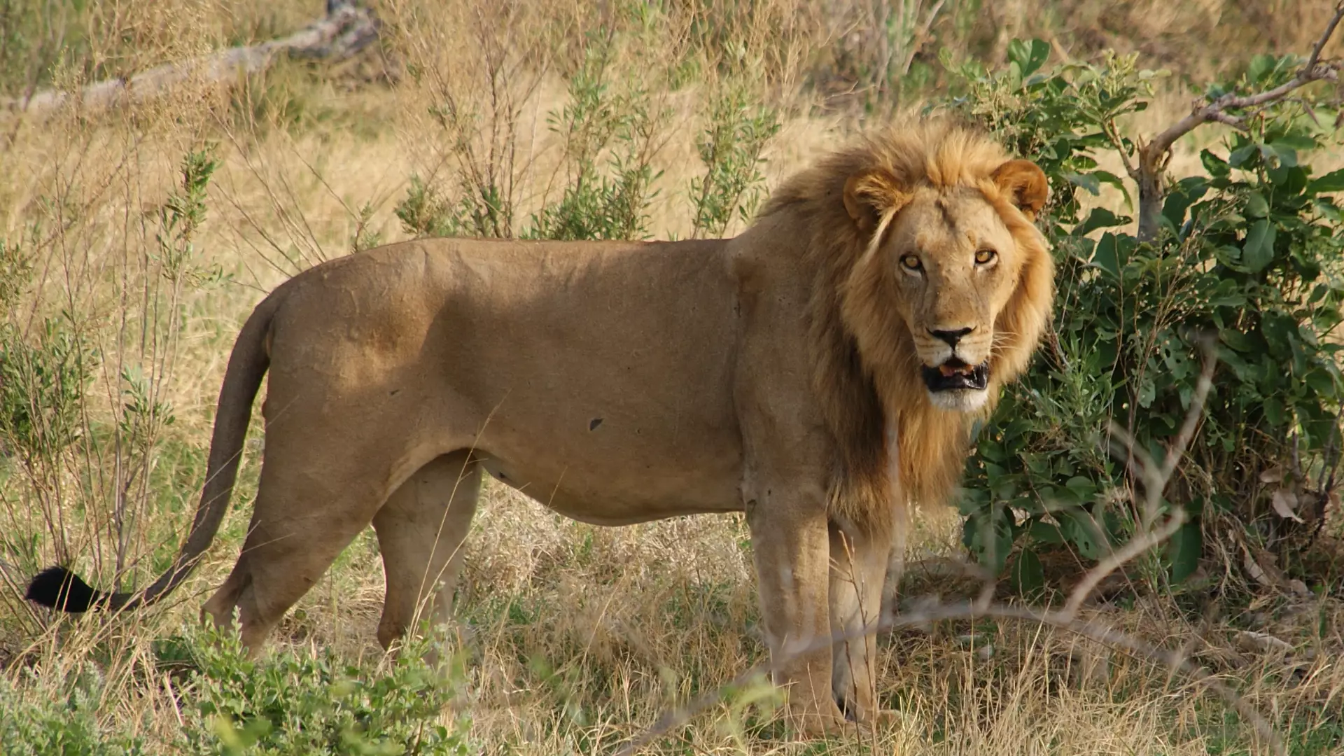 Botswana
