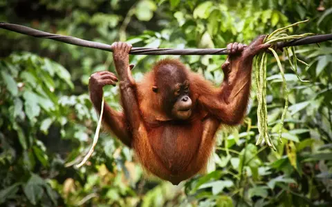 Indonesië