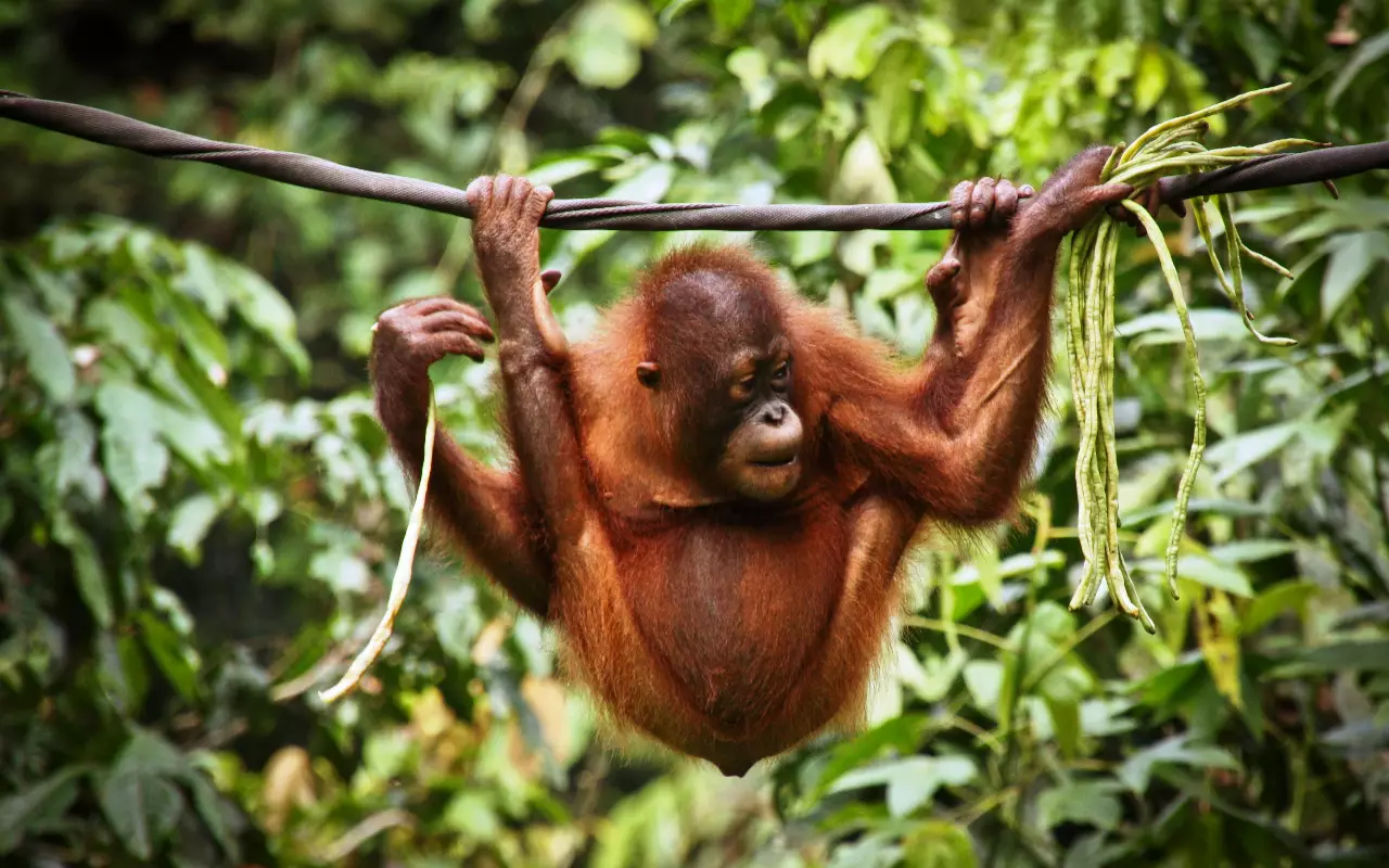 Indonesië