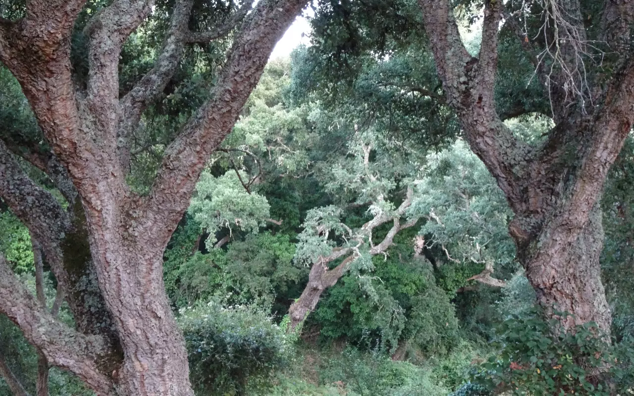 Wandelvakanties