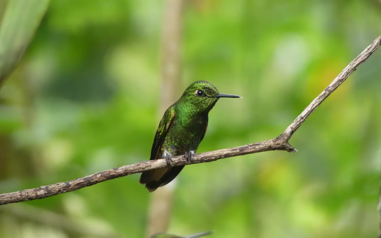Ecuador & Galapagos