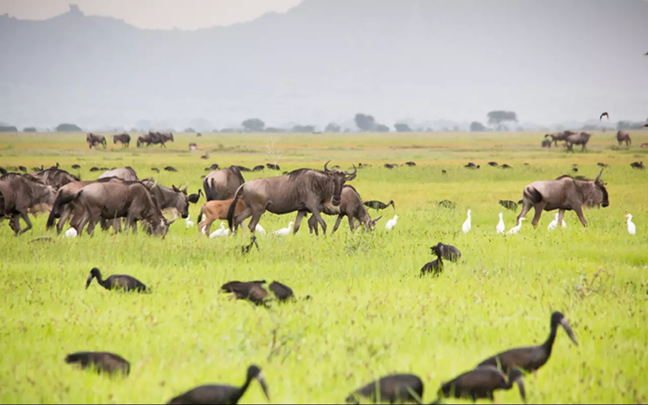 Tanzania