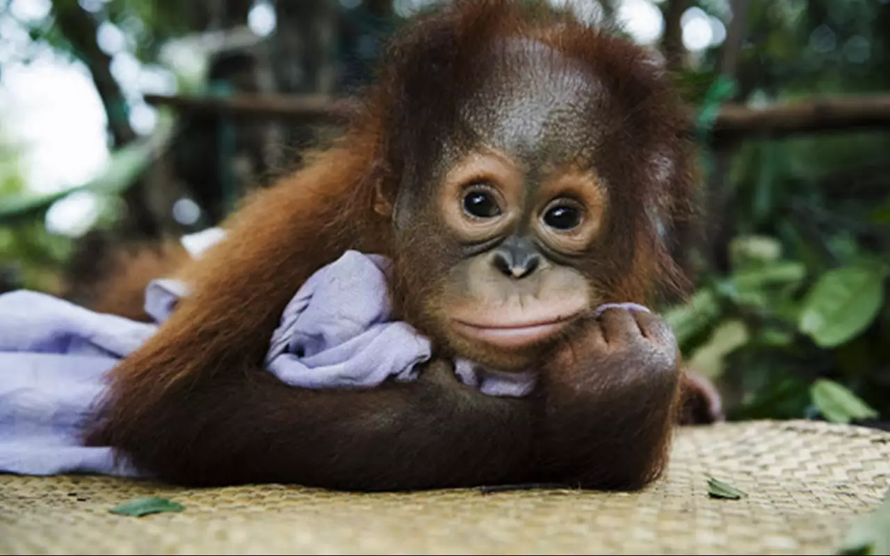 Indonesië