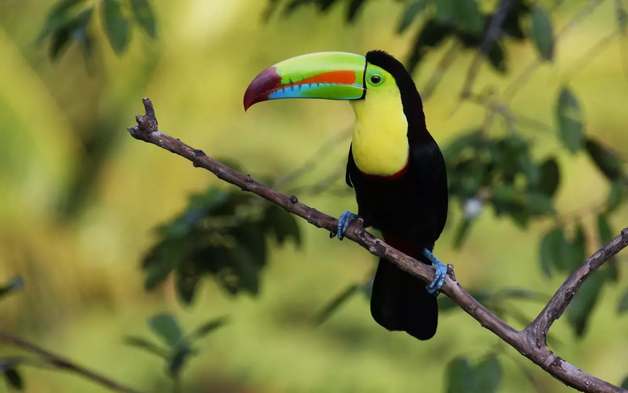 Costa Rica