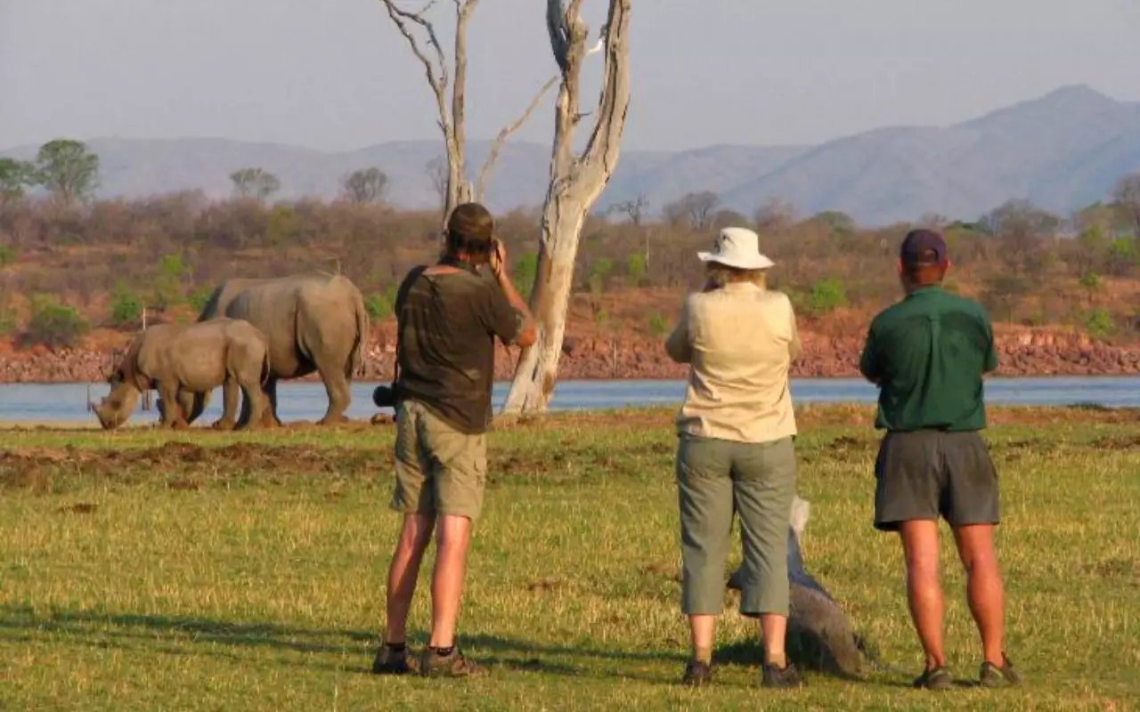 Safari