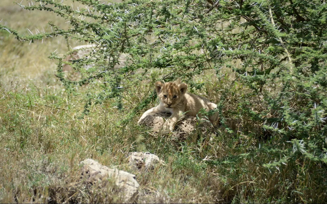 Tanzania