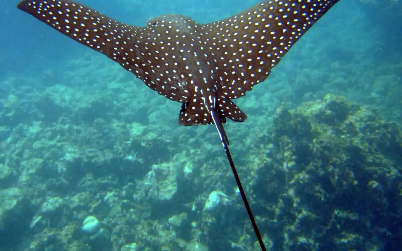 Indonesië