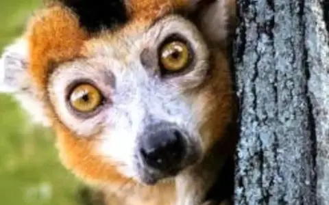 Madagaskar