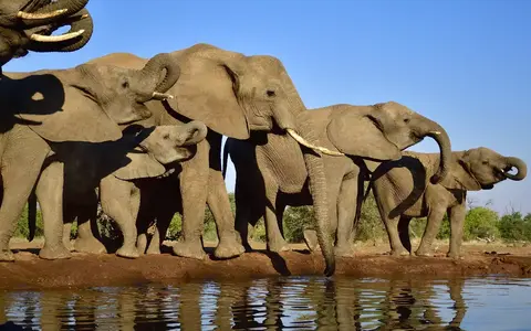 Safari´s in Afrika