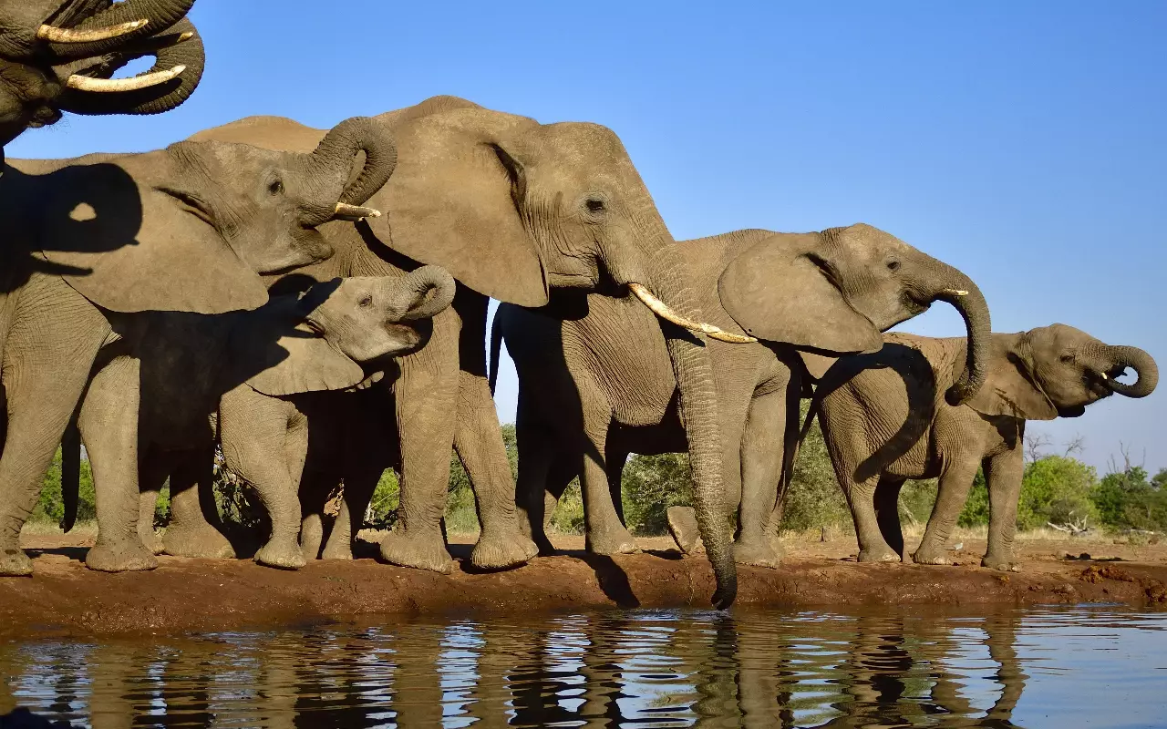 Safari´s in Afrika