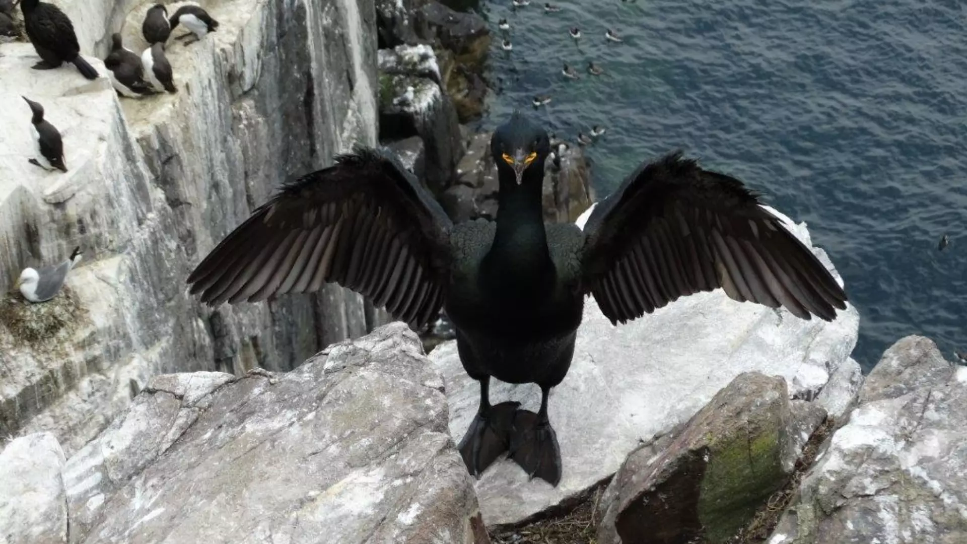 vogelreizen