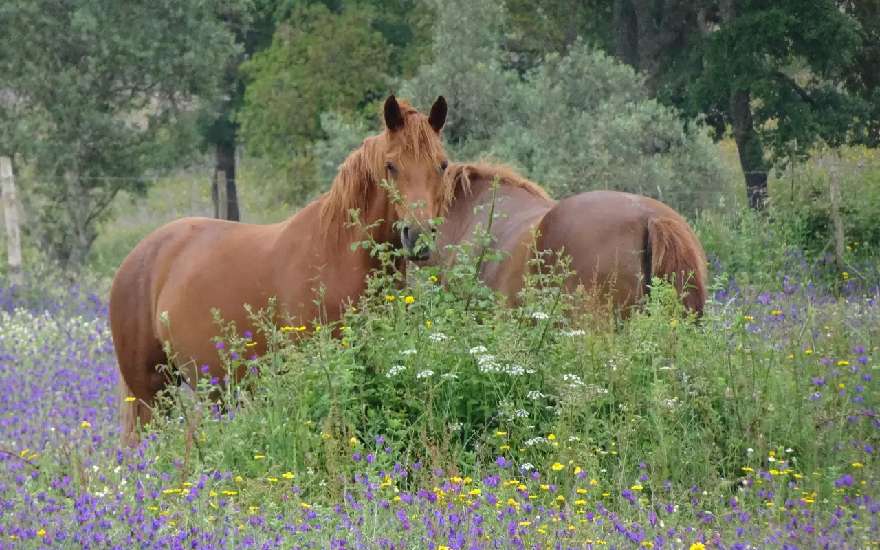 Wandelvakanties
