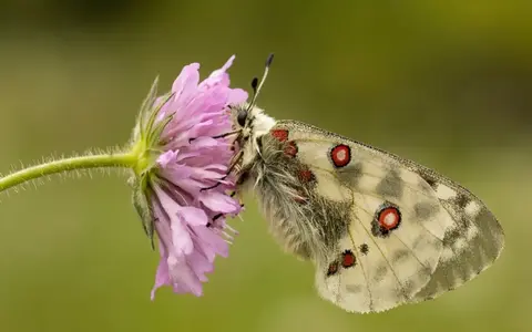 Natuurreizen in Europa