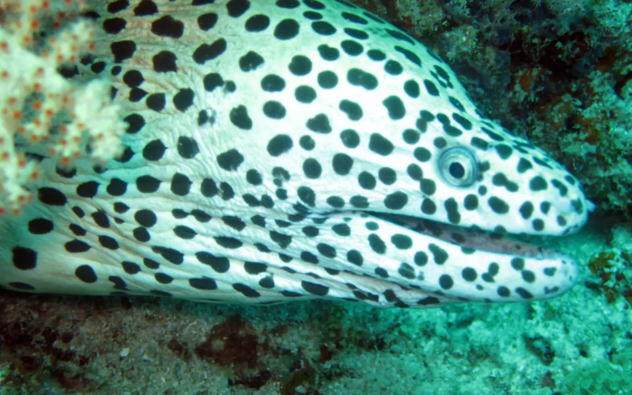 Indonesië