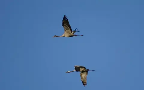 vogelreizen