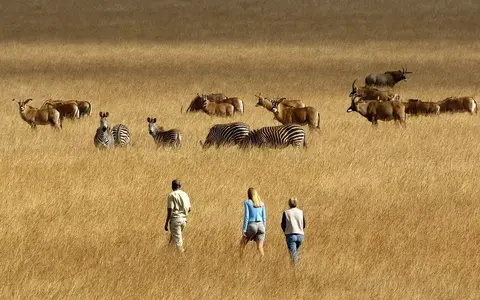 Safari