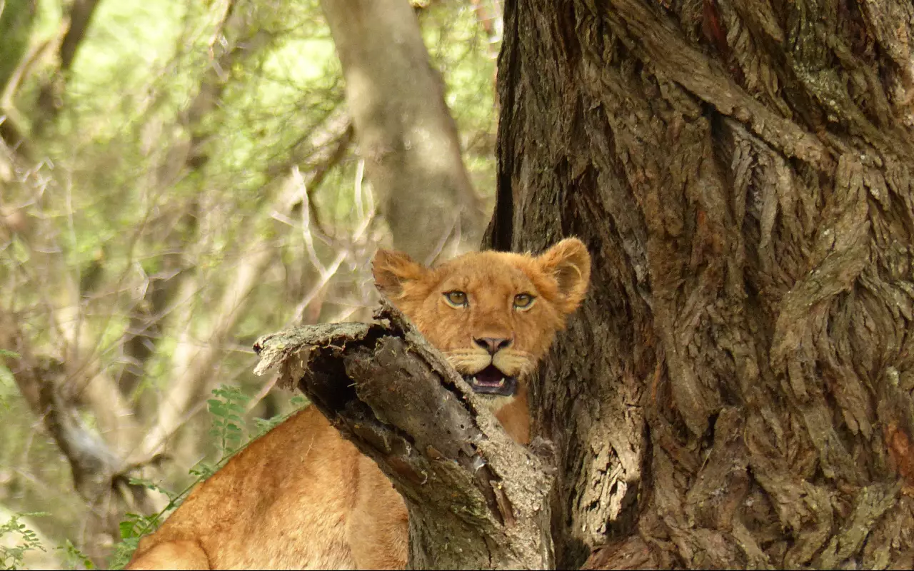 Tanzania